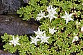 Sedum trollii