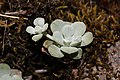 Sedum spathulifolium is a glaucous perennial herbaceous plant.