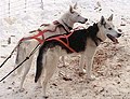 Seppala Siberian Sleddog (ei FCI-rotu)