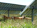 Pecore al pascolo sotto impianto fotovoltaico basso a Lanai Hawaii