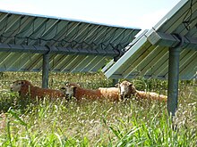 Sheep under solar panels in Lanai, Hawaii Sheep living under La Ola Solar Farm on Lanai Hawaii.jpg