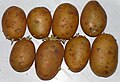 Solanum tuberosum Vineta20100419 12.jpg