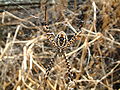 Wespenspinne, Wasp Spider