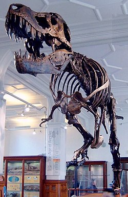 Cast of a specimen nicknamed "Stan" (specimen BHI 3033), at Manchester Museum