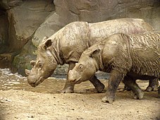 2008年7月，辛辛那提動物園，「埃米」和14個月大的「哈拉潘」。「哈拉潘」是「埃米」的第三個幼崽，使「埃米」創造了飼養條件下蘇門犀的最高生育紀錄，同時也是西半球飼養的最後一頭蘇門犀，於2015年11月被轉送至印尼韋卡巴斯國家公園的蘇門犀保護區參與人工繁殖[54]。