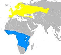       Verano y nidificación      Invernada (las áreas son aproximadas)