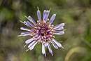 Tragopogon sinuatus