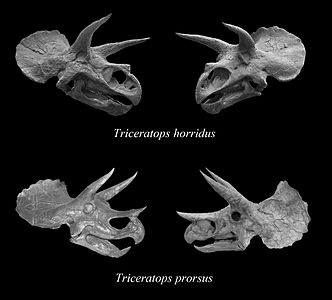 טריצרטופס Triceratops