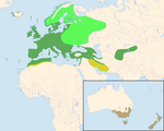 Turdus merula – Verbreitung