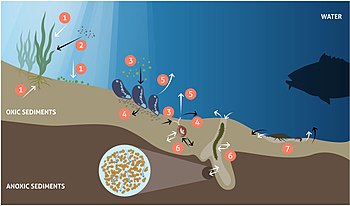 Vegetation and fauna processes controlling benthic biogeochemical fluxes. White arrows: solute fluxes, black arrows: particulate fluxes. Primary production: nutrient and CO2 uptake and oxygen release (1), enhanced sedimentation and sediment stabilization by benthic primary producers (2), food uptake (3), egestion/biodeposition of feces (4), nutrient excretion and respiration (5), and bioturbation, including bioirrigation (6) and mixing of sediments (7). Vegetation and fauna processes controlling benthic biogeochemical fluxes.jpg