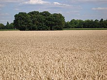A wheat field in Villiers-le-Bacle. France is the EU's largest agricultural producer. Villiers Le Bacle le 14 juillet 2008 - 21.jpg