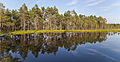9. A Viru láp (Észtország, Lahemaa Nemzeti Park, 2012. VIII. 12-én) (javítás)/(csere)