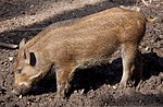 Young Wild Boar (5696463735).jpg