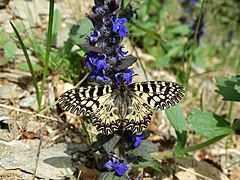 Fluturele Zerynthia (Zerynthia polyxena)