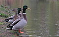 07.11.2003 Ducks at Duke Gardens.jpg