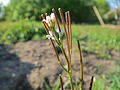 Cardamine hérissée, fréquente dans les jardins en Europe et en Asie, et dont les siliques s’ouvrent violemment au moindre contact.