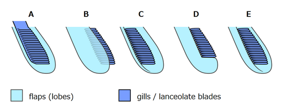 Opabinia regalis (interpretations of flaps and gills) オパビニア・レガリス（鰭と鰓の解釈）