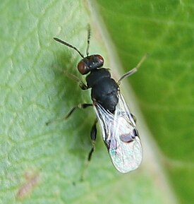 Sycophila biguttata