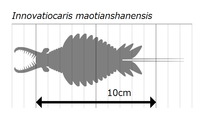 Size diagram