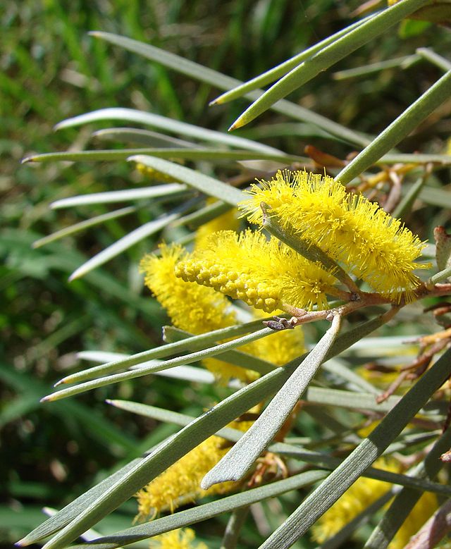 Description de l'image Acacia aneura blossom.jpg.
