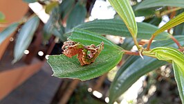 Adelpha serpa