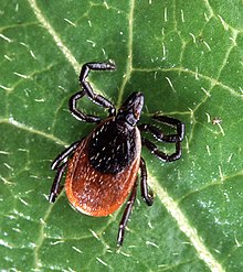 Adult deer tick.jpg