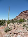 Blühende Agave utahensis