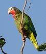 Amazona leucocephala -в дереве-4cp.jpg