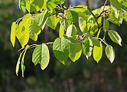 Amelanchier arborea leaves.JPG