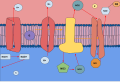 The model above shows the process of anaerobic respiration through denitrification which takes place in some bacteria. The process shown takes place in the plasma membrane of prokaryotes. NO3 goes through respiratory dehydrogenase and reduces through each step from the Ubiquinose through the bc1 complex through the ATP Synthase protein as well. Each reductase loses oxygen through each step so that the final product of anaerobic respiration is N2.