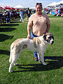 Anatolian Shepherd Dog