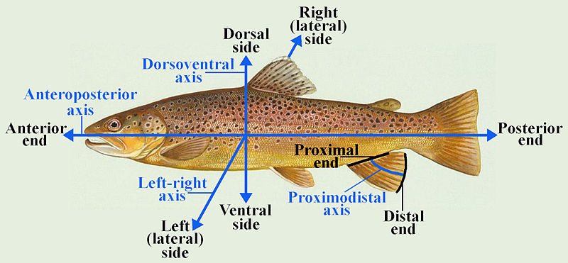 File:Anatomical Directions and Axes.JPG