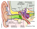 The Auditory system and Cochlea