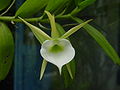 Angraecum infundibulare