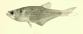 Hysteronotus megalostomus