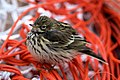 A meadow pipit perched on a fishing net