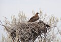Na hniezde, Kazachstan