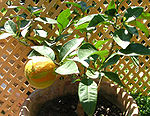 Citrus aurantium leaves