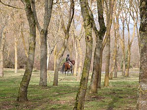 Horse rider in Armentia park