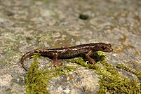 BennyTrapp Ambrosis Höhlensalamander Speleomantes ambrosii Italien