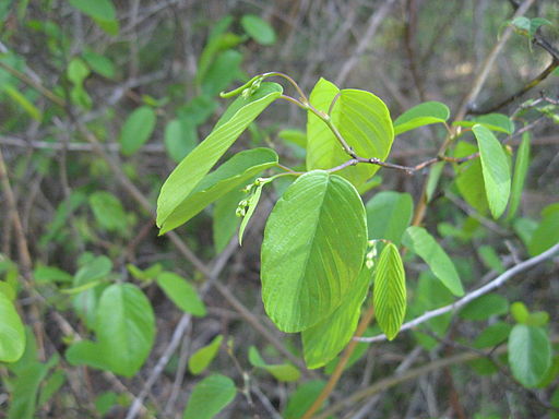 Berchemia scandens