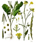 Brassica nigra — Горчица чёрная