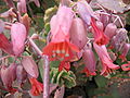 Kalanchoe fedtschenkoi - Blüten