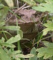 <b> Bufo-gargarizan'oj-frontal.jpg </b>