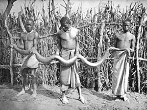 black and white photo, showing three African men dressed in loincloths holding an outstretched snake