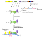 CRISPR13 мая 2016