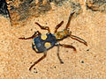 Pheropsophus africanus (mbawakawa-bastola)