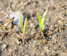 Seedlings shortly after germination Carrots are up (2634523693).jpg