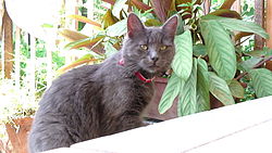 Raza Chartreux.Originario de Francia.Ojos grandes, de color cobre-amarillo. Piel azul-gris.Pelaje corto, espeso y denso como el de una nutria. Su cara parece que sonrie. intenso