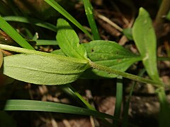 葉の裏面にも伏毛が生え、縁に毛が生える。